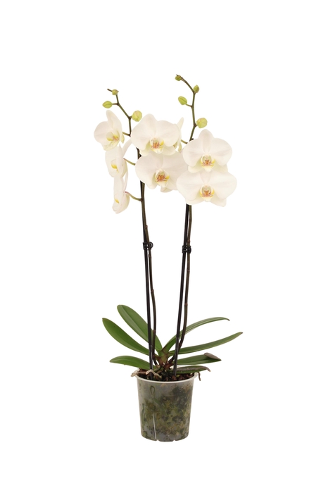 <h4>Phal Lumion 2T16+</h4>