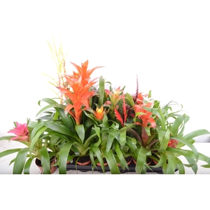 BROMELIA GEM 15 SRT