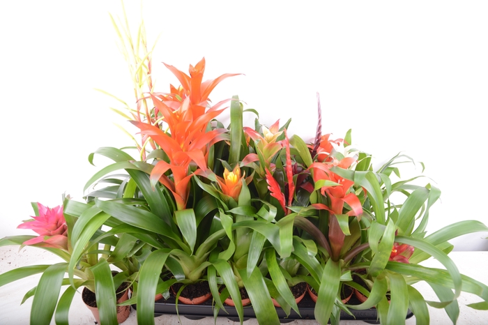 <h4>BROMELIA GEM 15 SRT</h4>