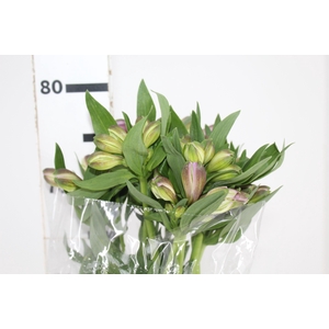 ALSTROEMERIA PURPLE RAIN 080 CM