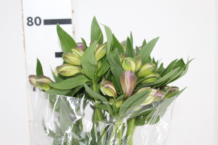 <h4>ALSTROEMERIA PURPLE RAIN 080 CM</h4>