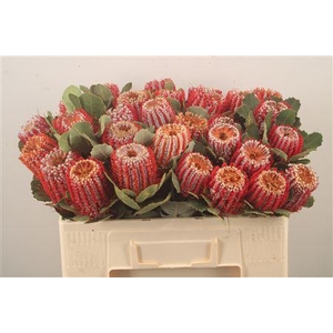 Banksia Coccinea