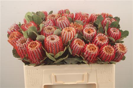 <h4>Banksia Coccinea</h4>