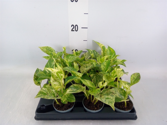 <h4>Epipremnum pinn. 'Marble Queen'</h4>