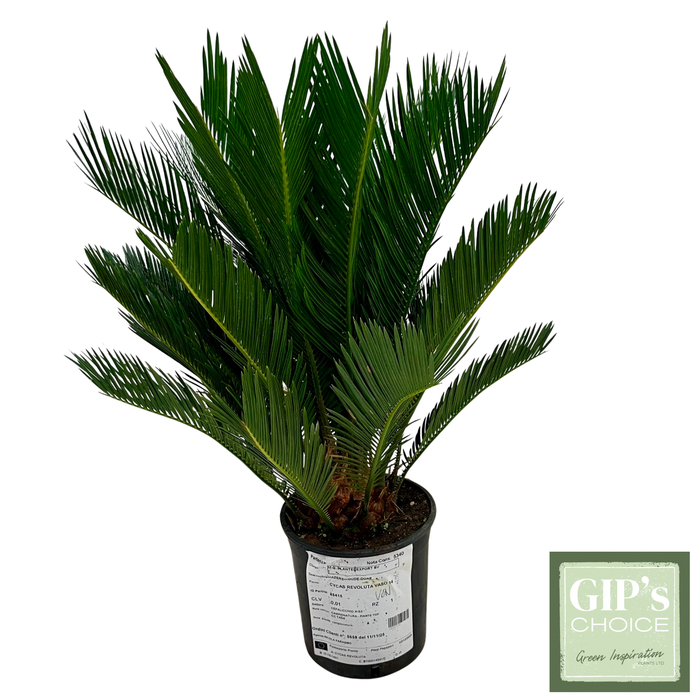 <h4>Cycas revoluta P14</h4>