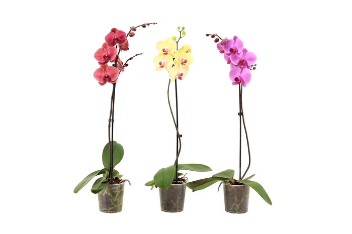 <h4>Phal Mix 1T9+</h4>