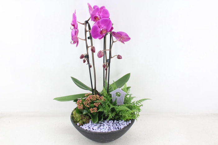 <h4>arr2 PL - Ebbischaal x2 phal. lila</h4>