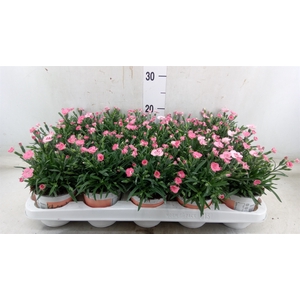 Dianthus  'Diantica Peach Party'