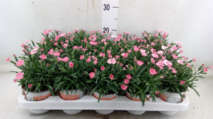 <h4>Dianthus  'Diantica Peach Party'</h4>