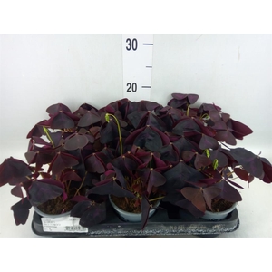 Oxalis   ...