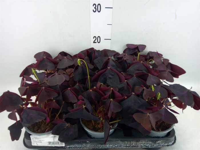 <h4>Oxalis   ...</h4>