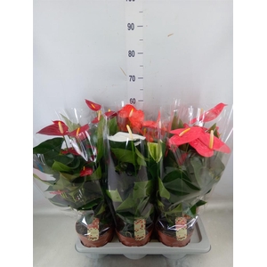 Anthurium   ...mix 4