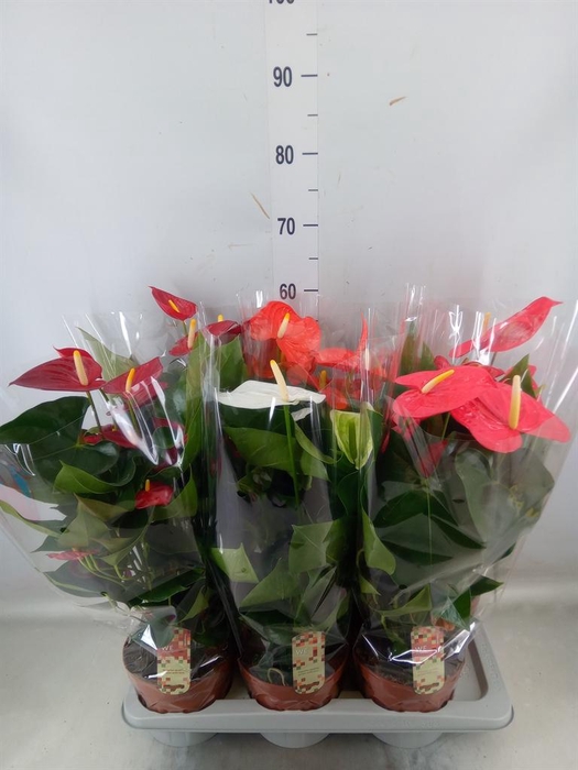 <h4>Anthurium ...mix 4</h4>