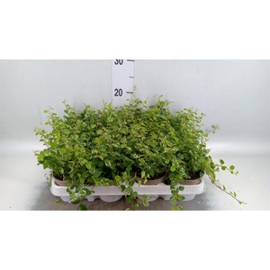 Ficus pumila 'White Sunny'