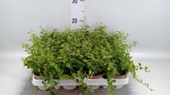 <h4>Ficus pumila 'White Sunny'</h4>