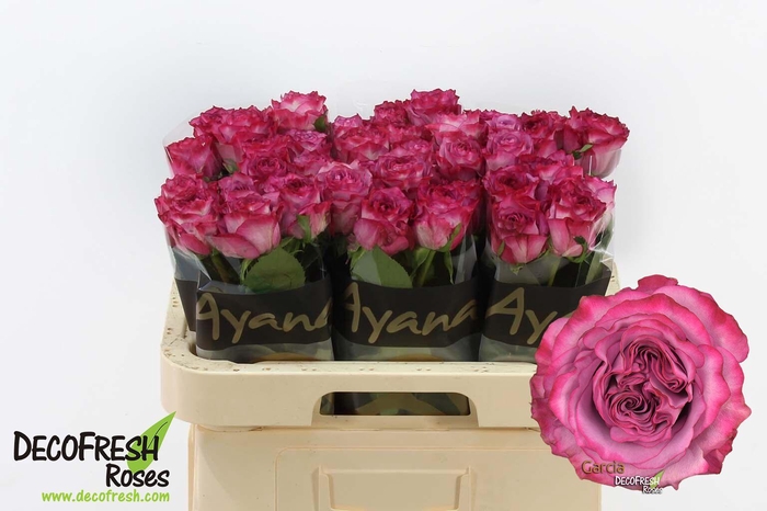 <h4>R Gr Garcia</h4>