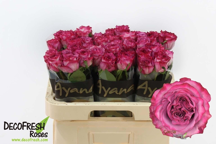 <h4>R Gr Garcia</h4>