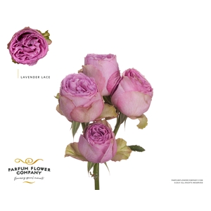 Rosa Garden Lavender Lace Spray