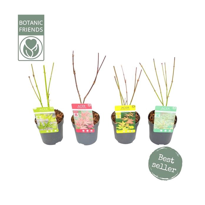 <h4>Acer palm. diverse mix</h4>