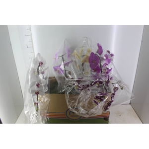 PHALAENOPSIS CASCATA P15 MIN 8 FLS