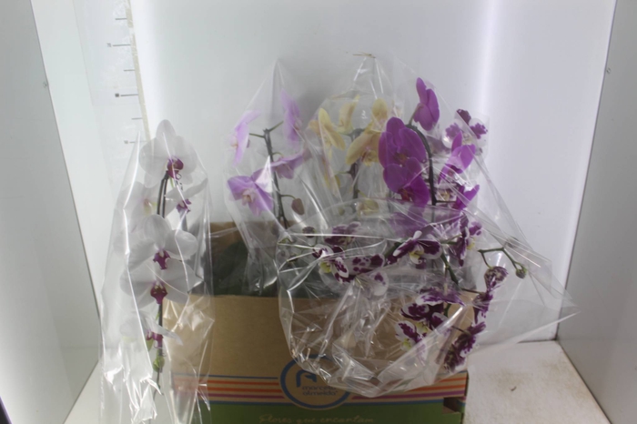 <h4>PHALAENOPSIS CASCATA P15 MIN 8 FLS</h4>