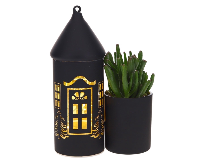 <h4>LED Duo glazen huis met Succulent</h4>