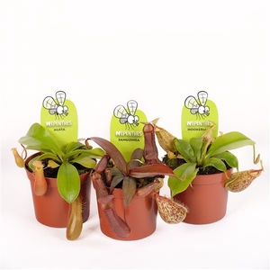 Nepenthes mix