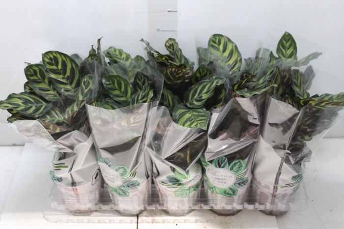 <h4>CALATHEA MAKOYAMA P12</h4>