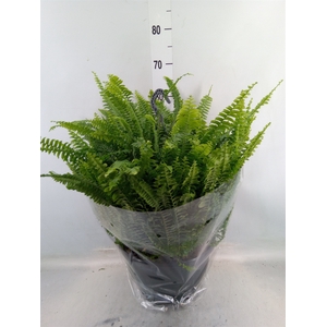 Nephrolepis exal. 'Green Lady'