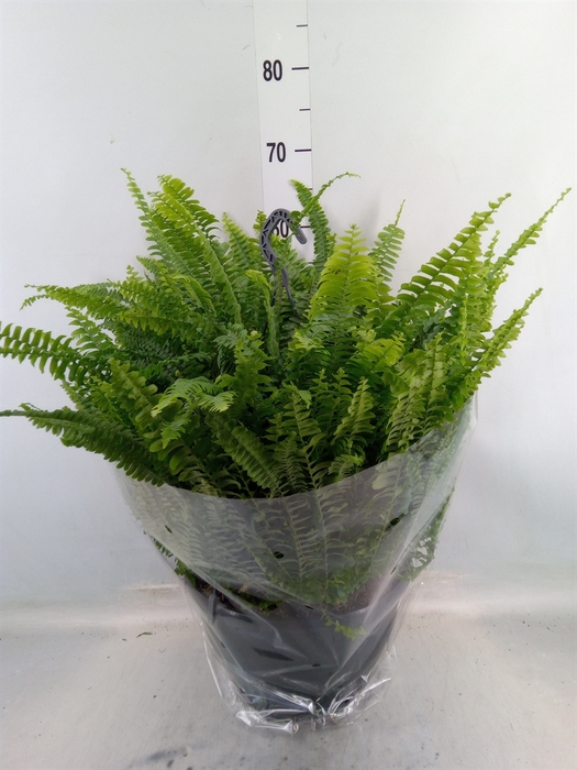 <h4>Nephrolepis exal. 'Green Lady'</h4>