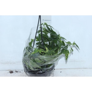 ABUTILON VARIEGATO C18