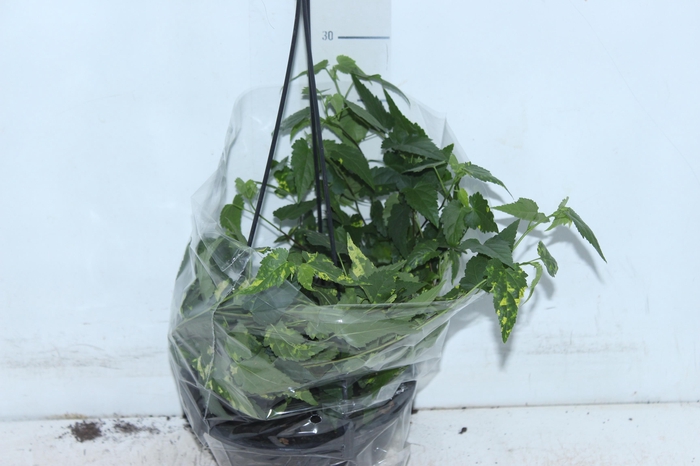 <h4>ABUTILON VARIEGATO C18</h4>