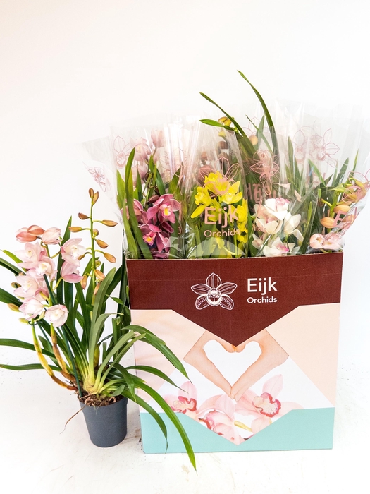 <h4>CYMB GEMENGD</h4>