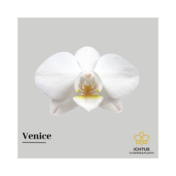 <h4>Phal An Venice - Ichtus Flowers</h4>
