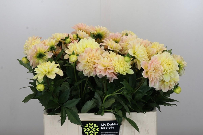 <h4>Dahlia Giovanna</h4>