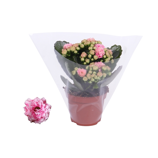 <h4>Kalanchoe Rosalina 06cm Don Alano wit/roze. Blanco hoes</h4>