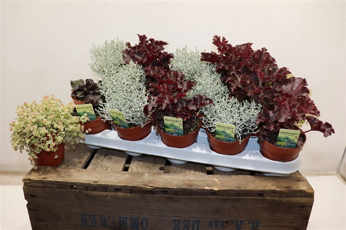 <h4>Vaste Planten Ov</h4>