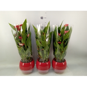 Anthurium andr. 'Mill Flowers Red'