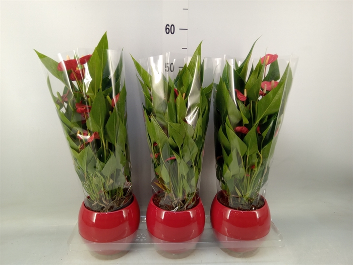 <h4>Anthurium andr. 'Mill Flowers Red'</h4>