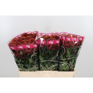 Chr San Aaa Doria Ch