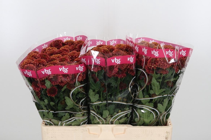 <h4>Chr San Aaa Doria Ch</h4>