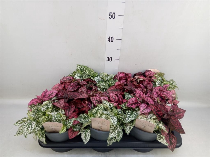 <h4>Hypoestes phyllo.   ...mix</h4>