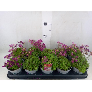 Arabis caucasica 'Ltt Treas D Rose'