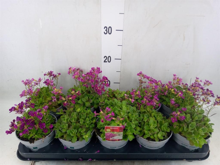 <h4>Arabis caucasica 'Ltt Treas D Rose'</h4>