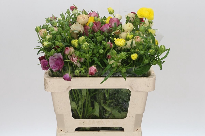 <h4>Ranunculus Butterfly Mix</h4>