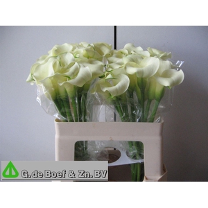 Zant White Flirt