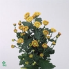 ARR TUINPLANTEN
