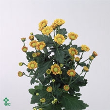 ARR TUINPLANTEN