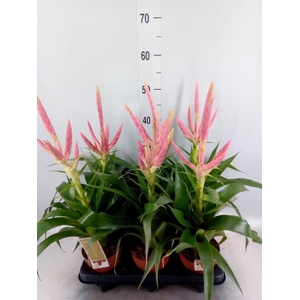Tillandsia  'Dolce'