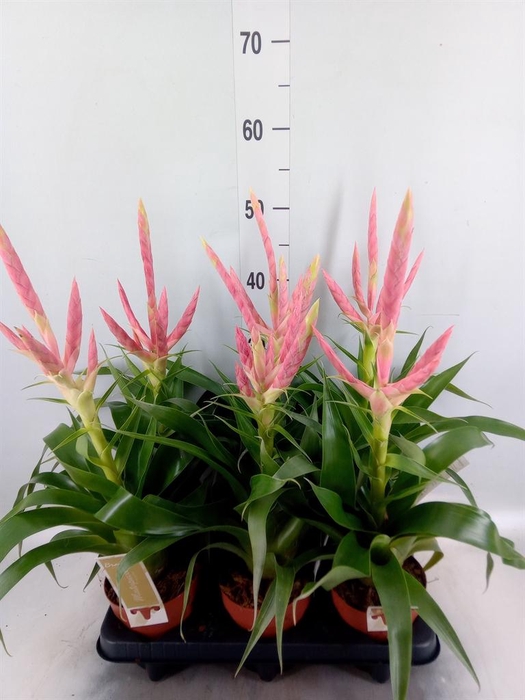 <h4>Tillandsia  'Dolce'</h4>